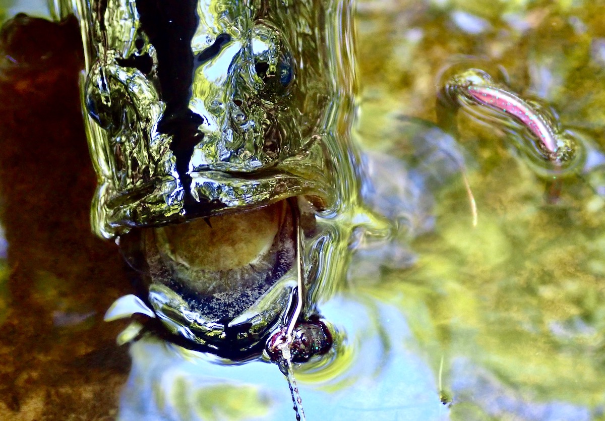 largemouth bass with plastic worm