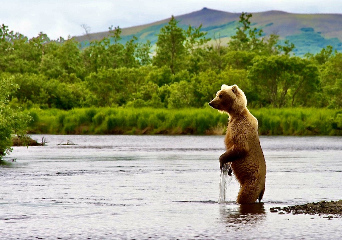 alaska brown bear stands in a stream