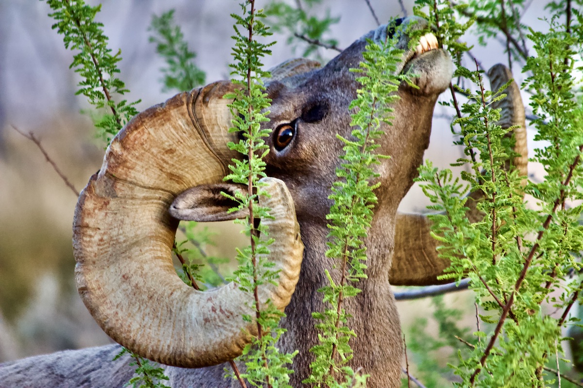 bighorn sheep ram, feeding