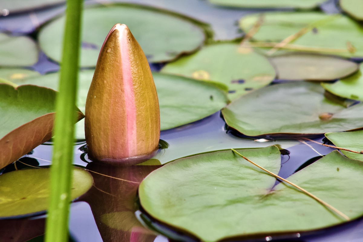 water lily flower bud