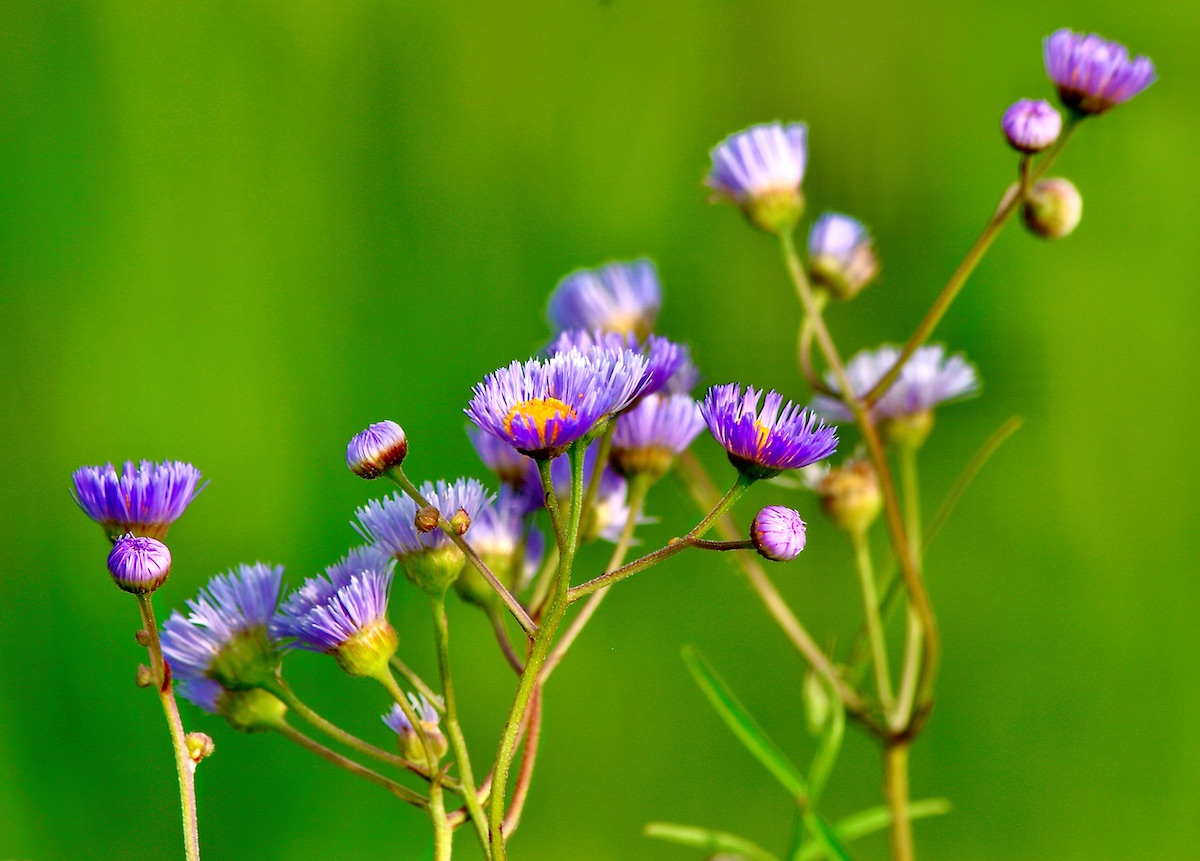 fleabane flowers