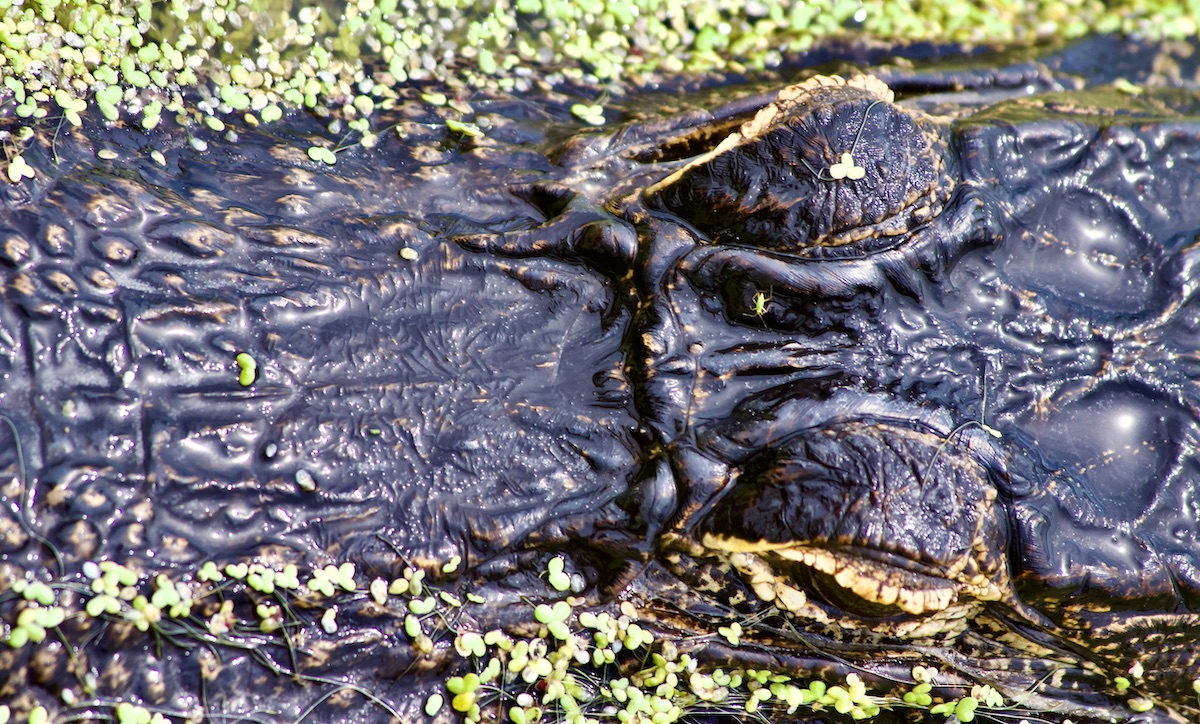 alligator close-up