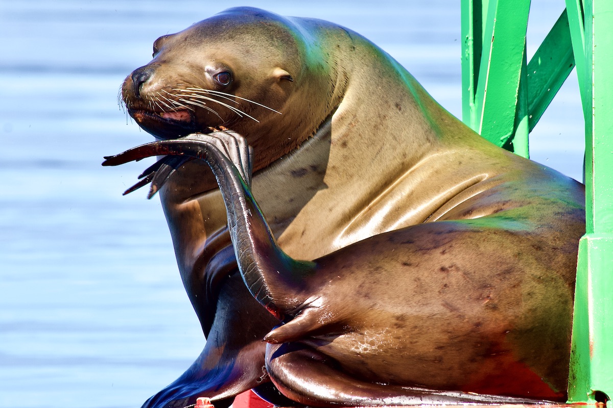 male sea lion on buoy