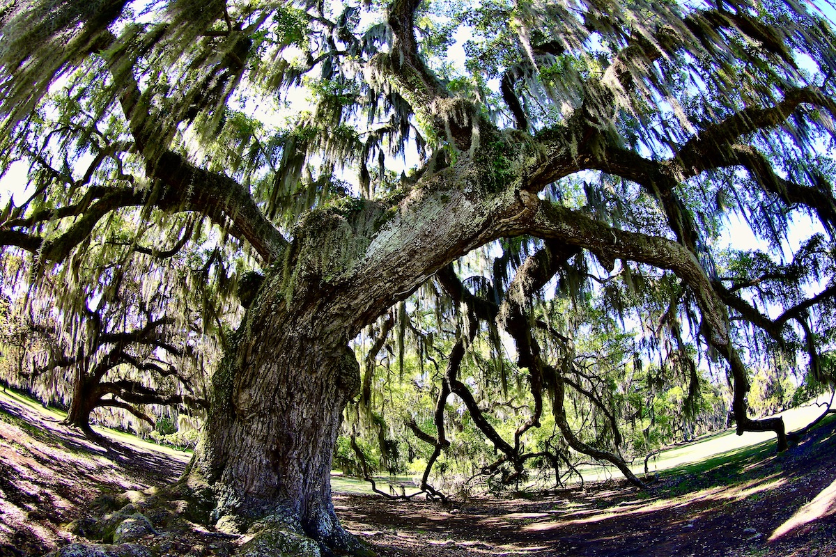 large live oak tree