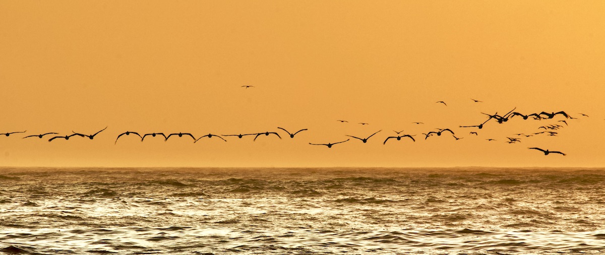 a brown pelican formation flies over the ocean