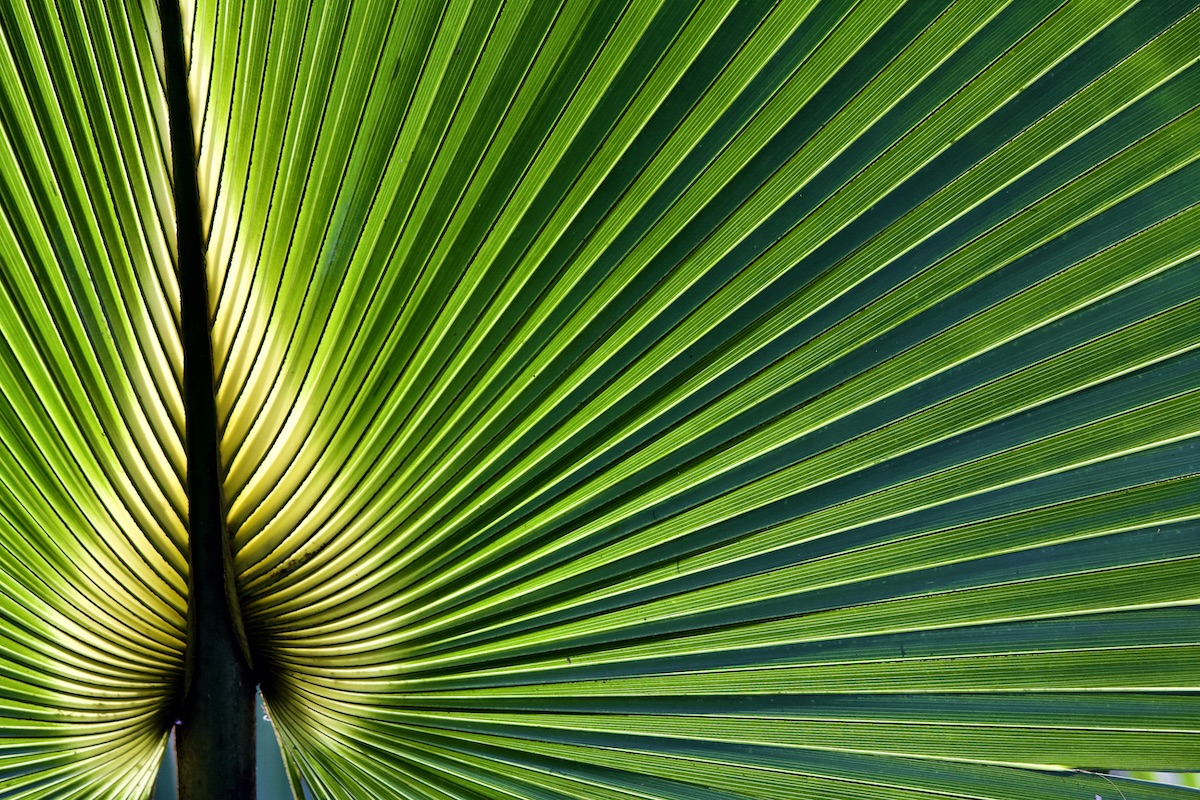 cabbage palm leaf