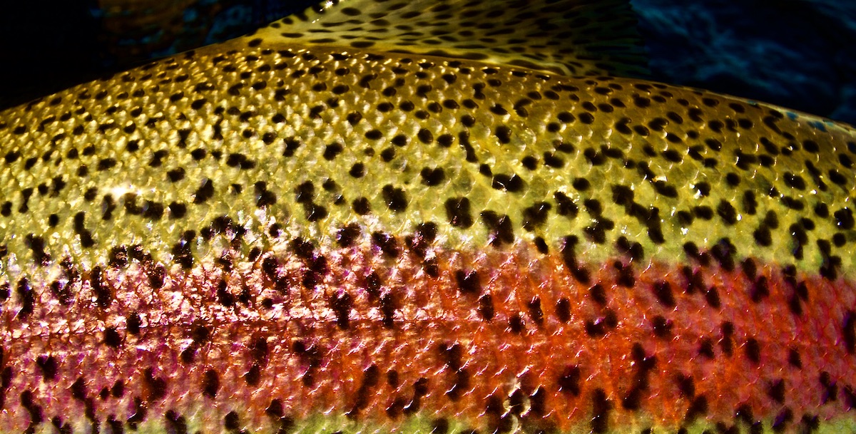 side of rainbow trout