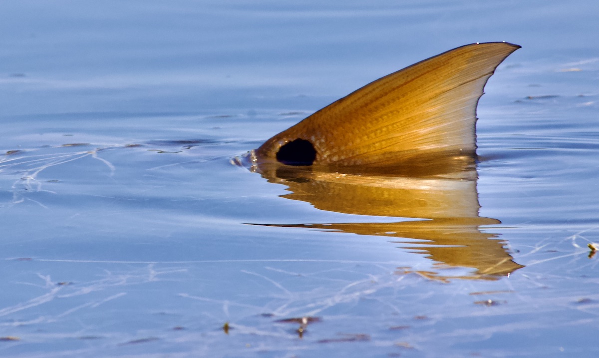 a redfish tail, partly out of the water