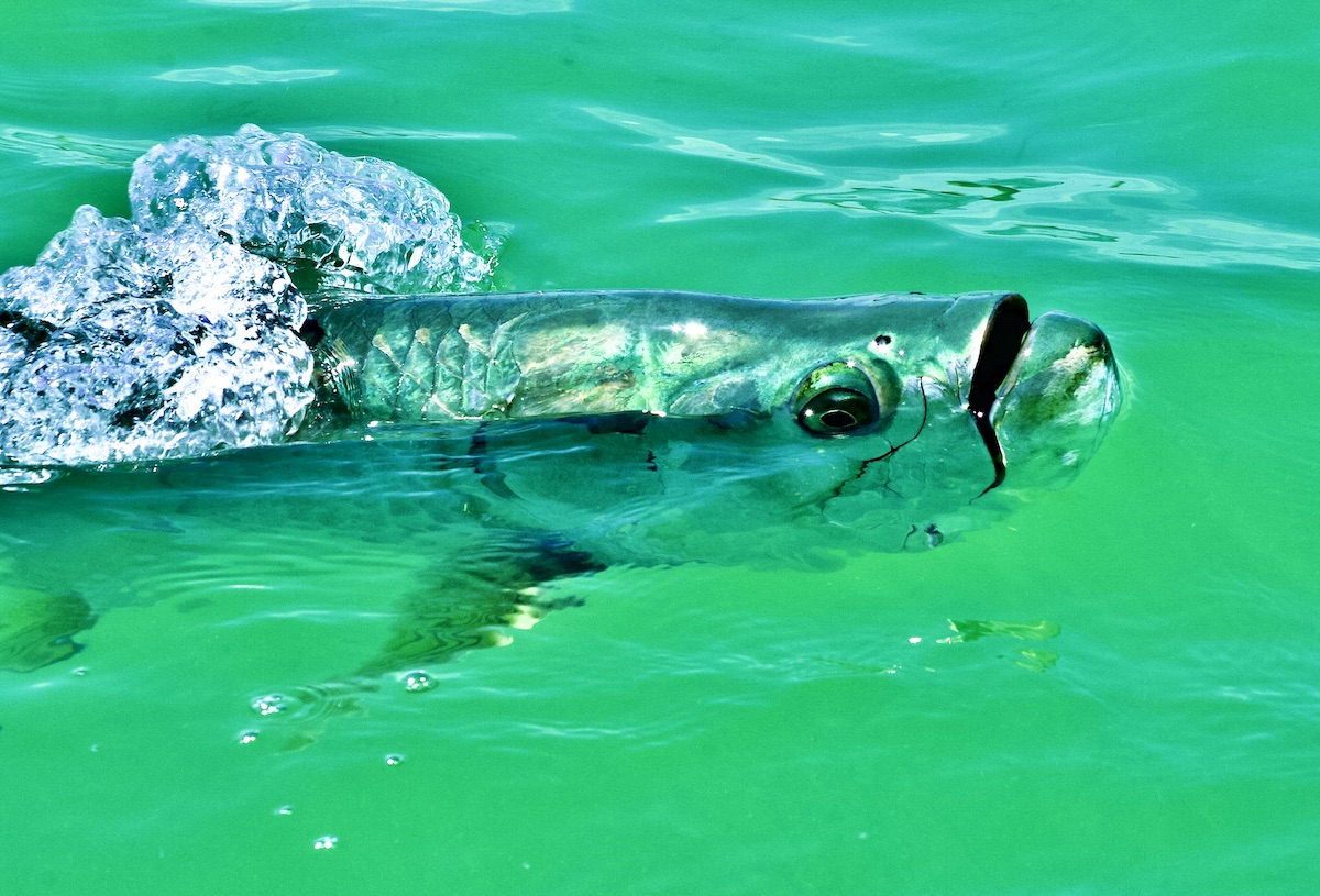 rolling tarpon