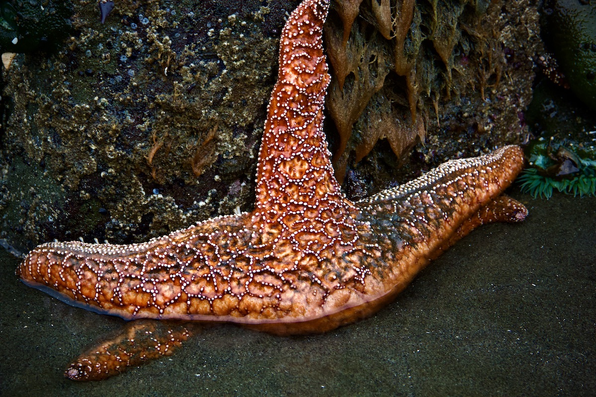 seastar in a tide pool