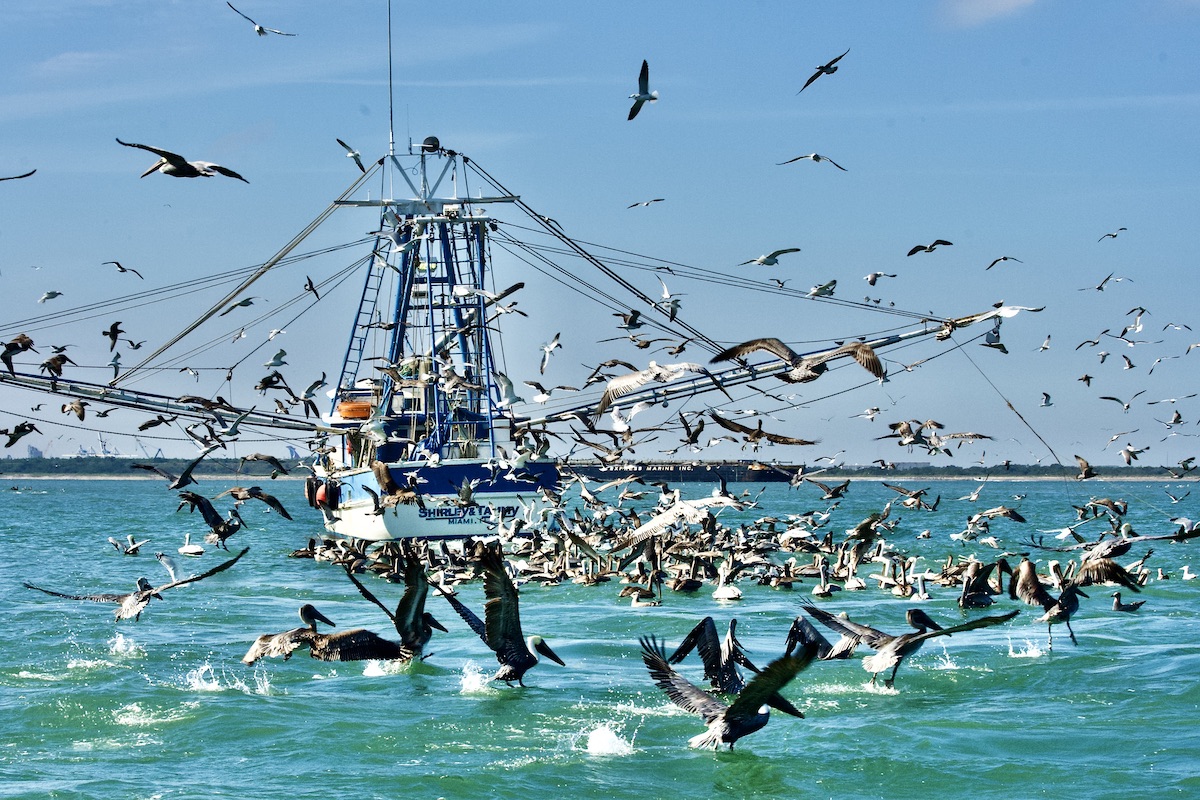 shrimp boat with pelicans