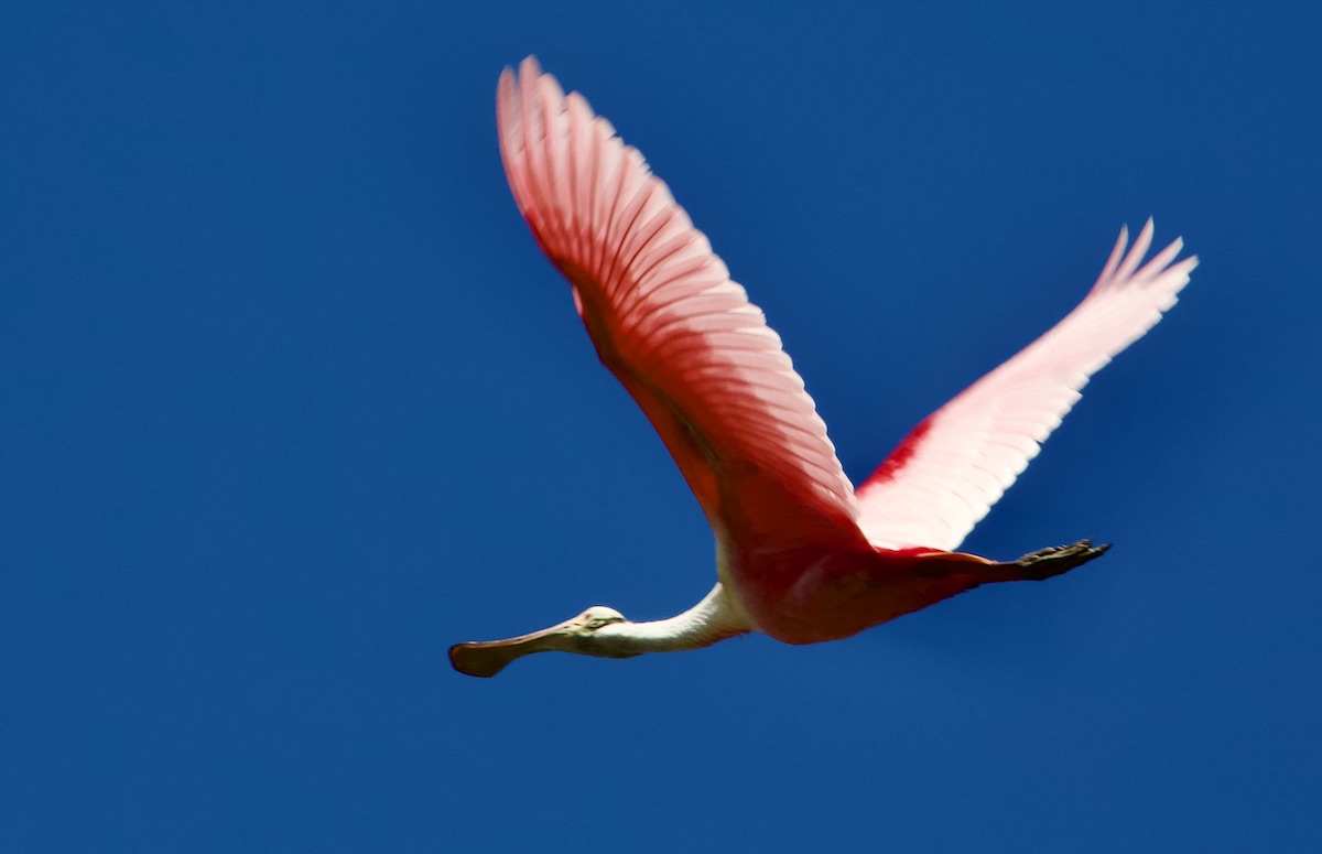 roseate spoonbill in flight