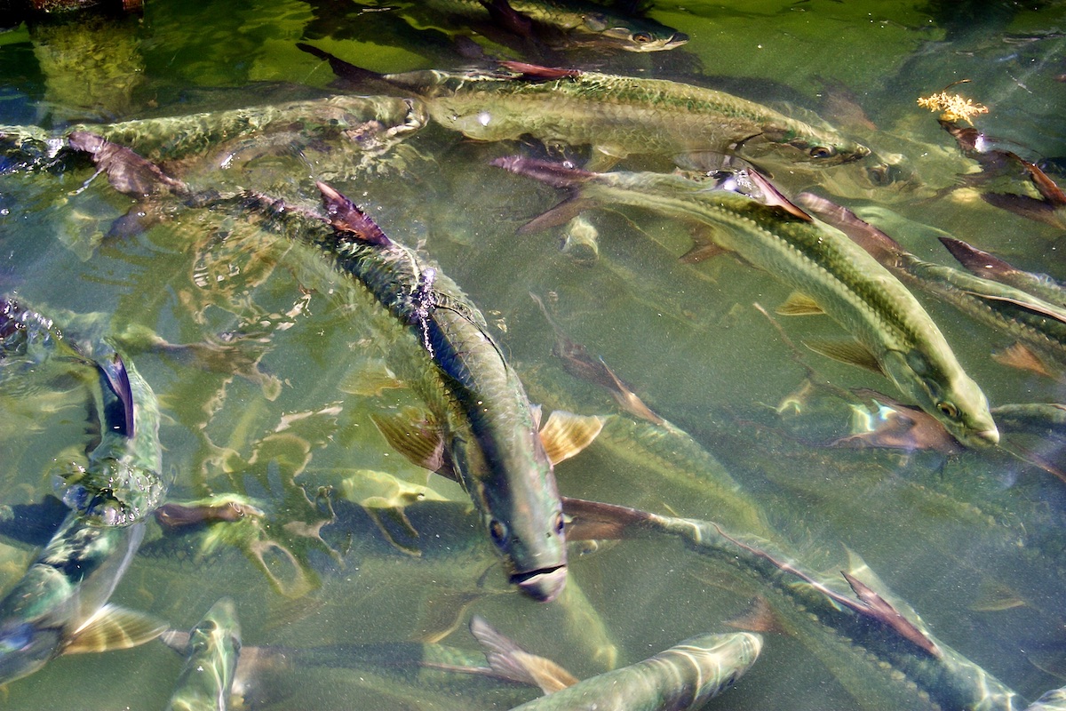 tarpon school