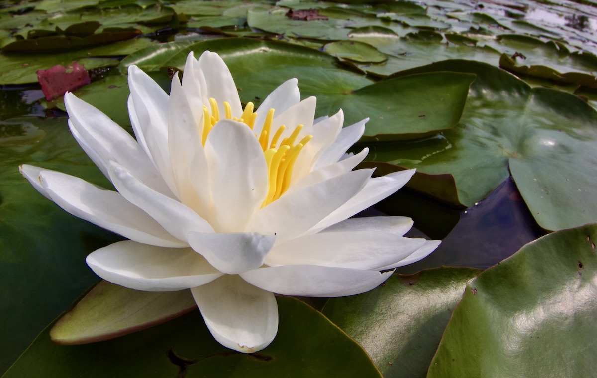 water lily