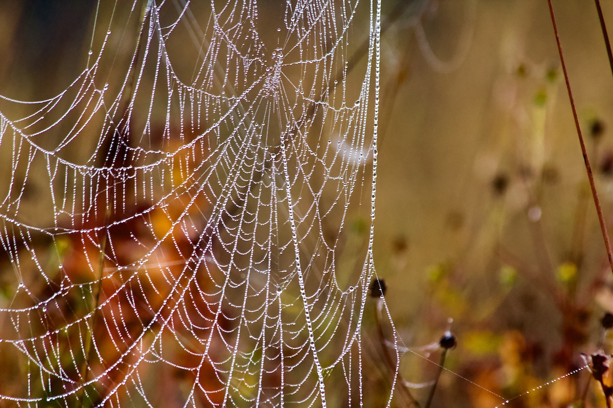 spiderweb, covered with dew drops