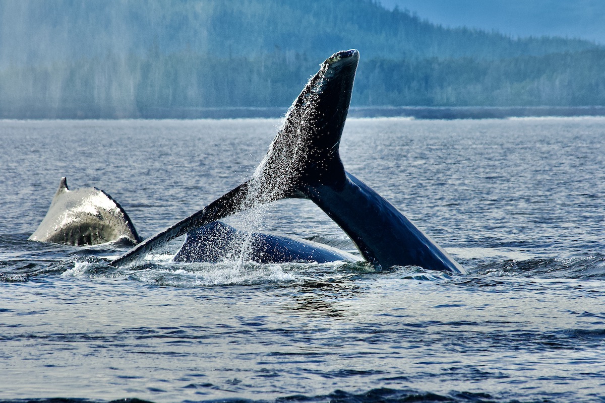 humpback whale tail out of the water